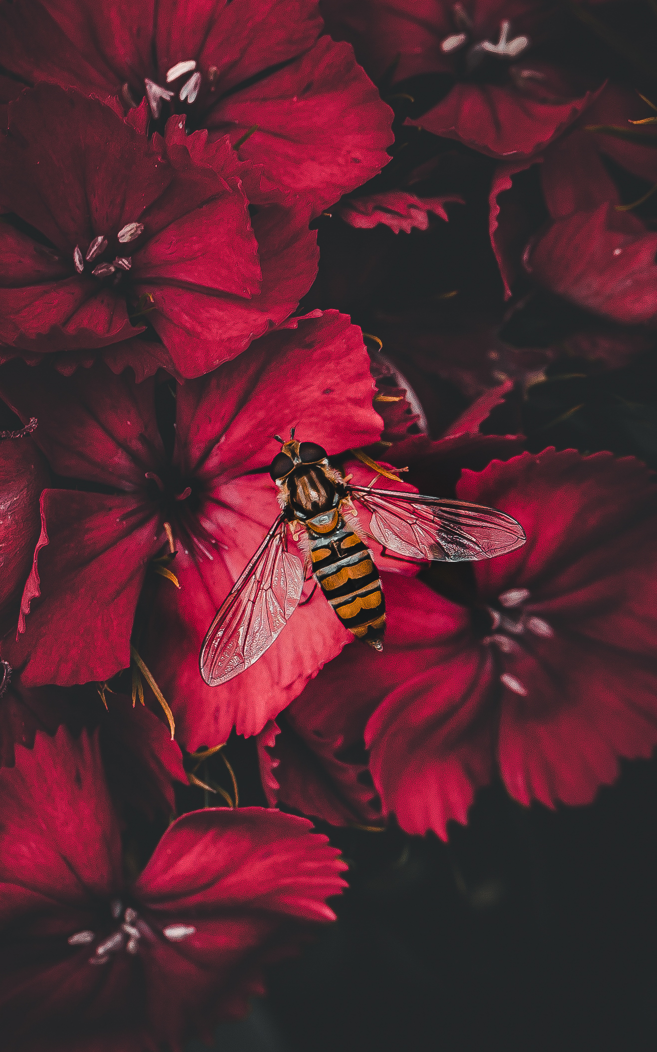 Marmalade Hoverfly