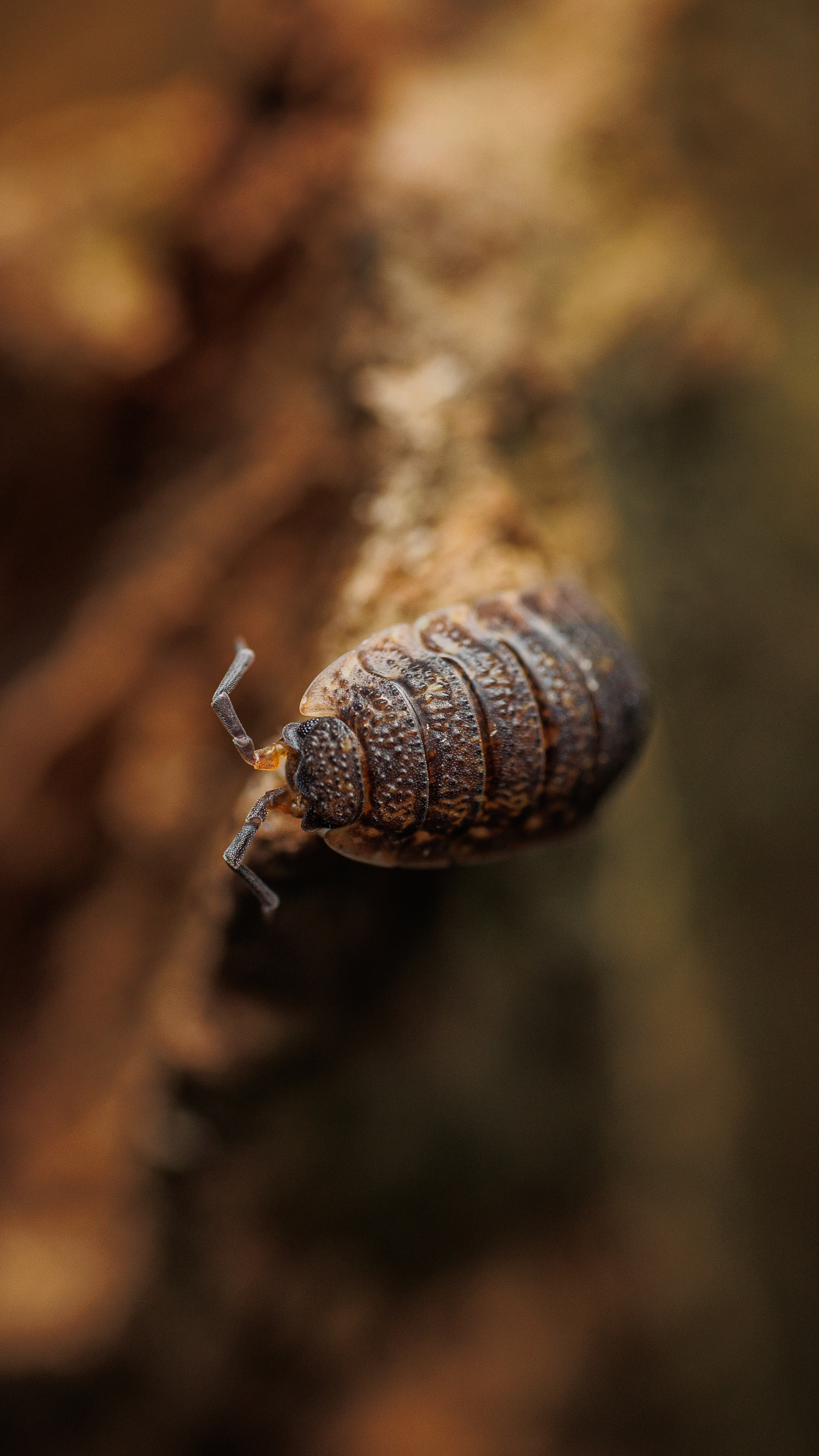 Common Woodlouse