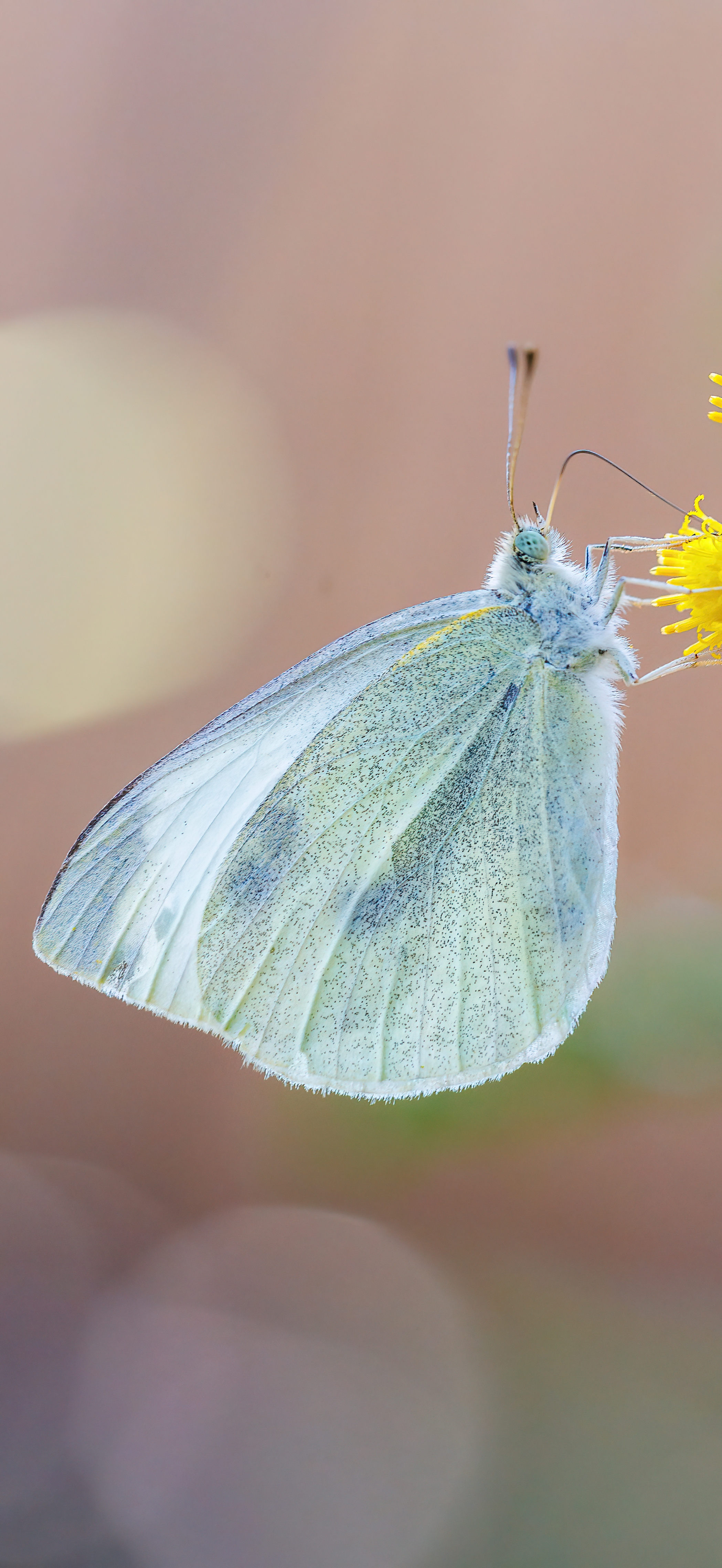 Small White Butterfly
