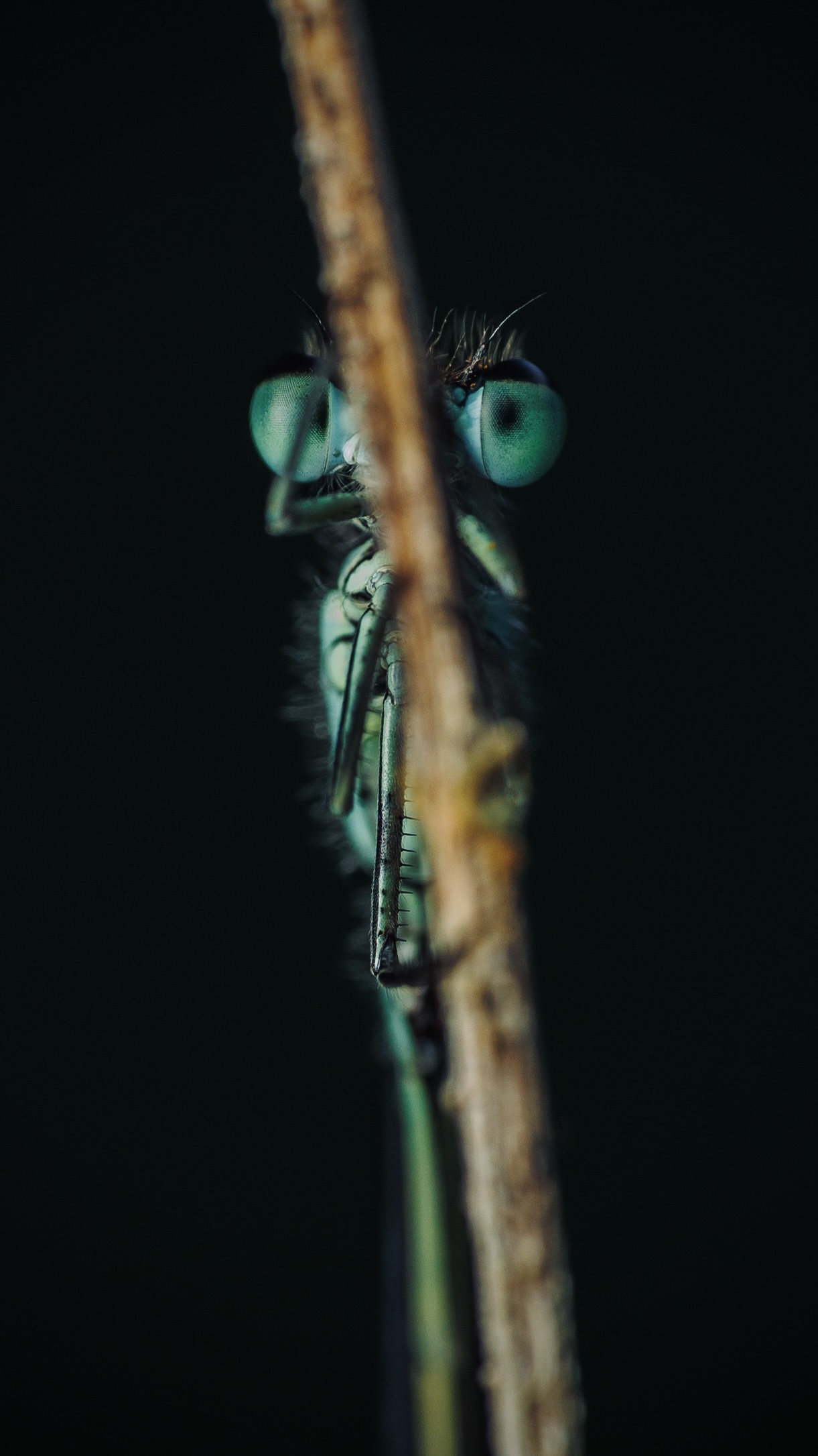 Blue-tailed Damselfly