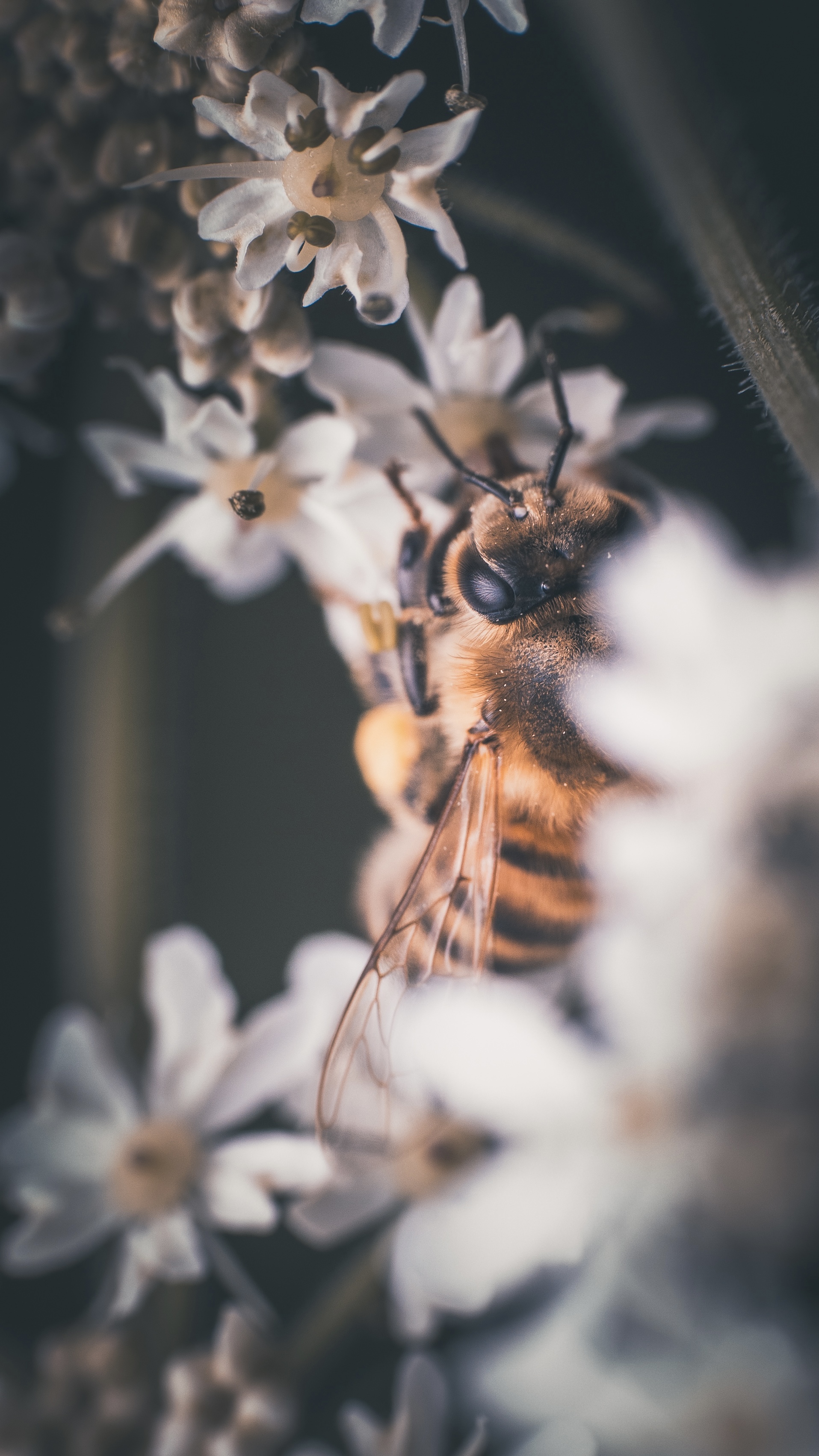 Western Honey Bee