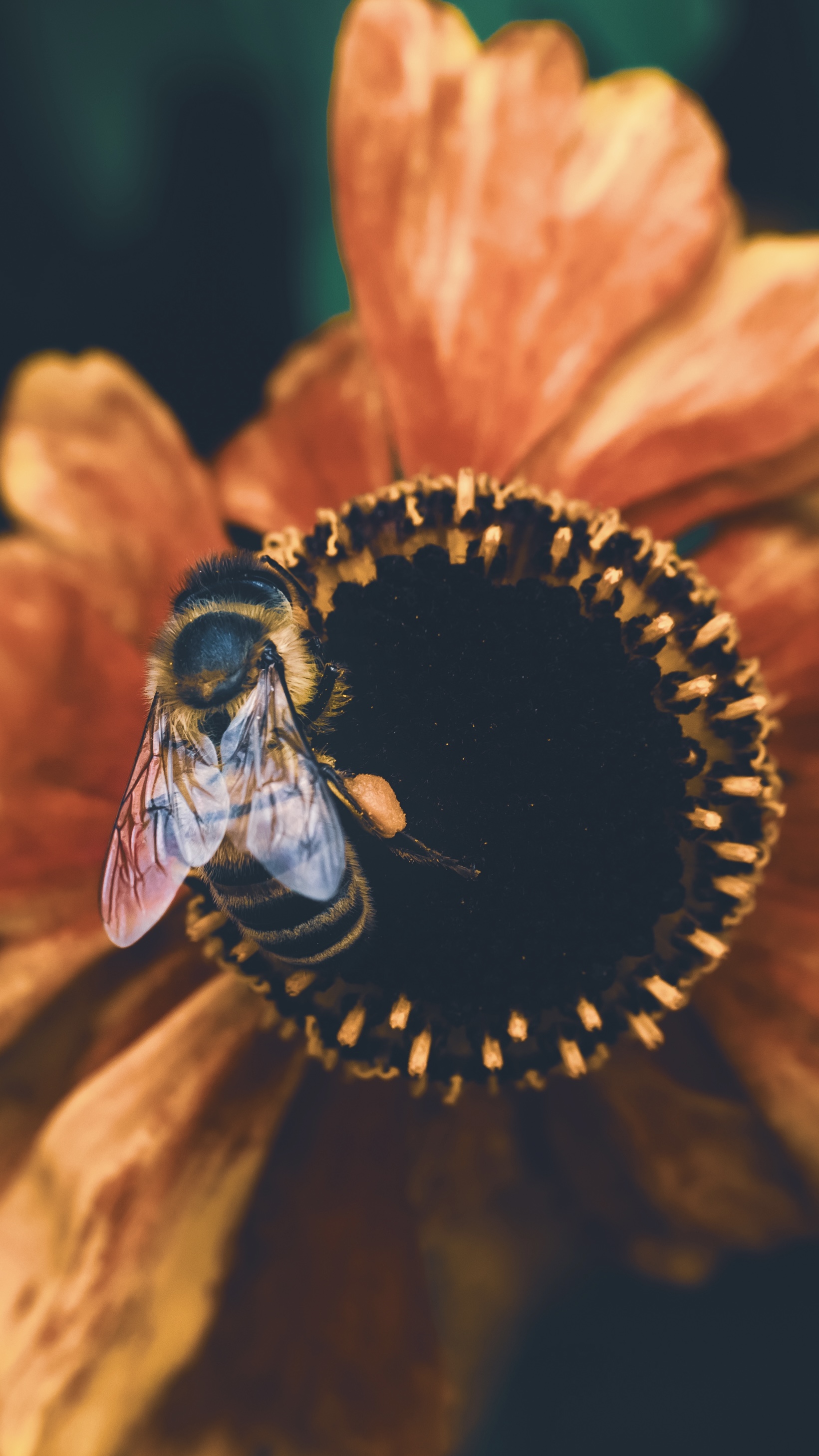 Western Honey Bee