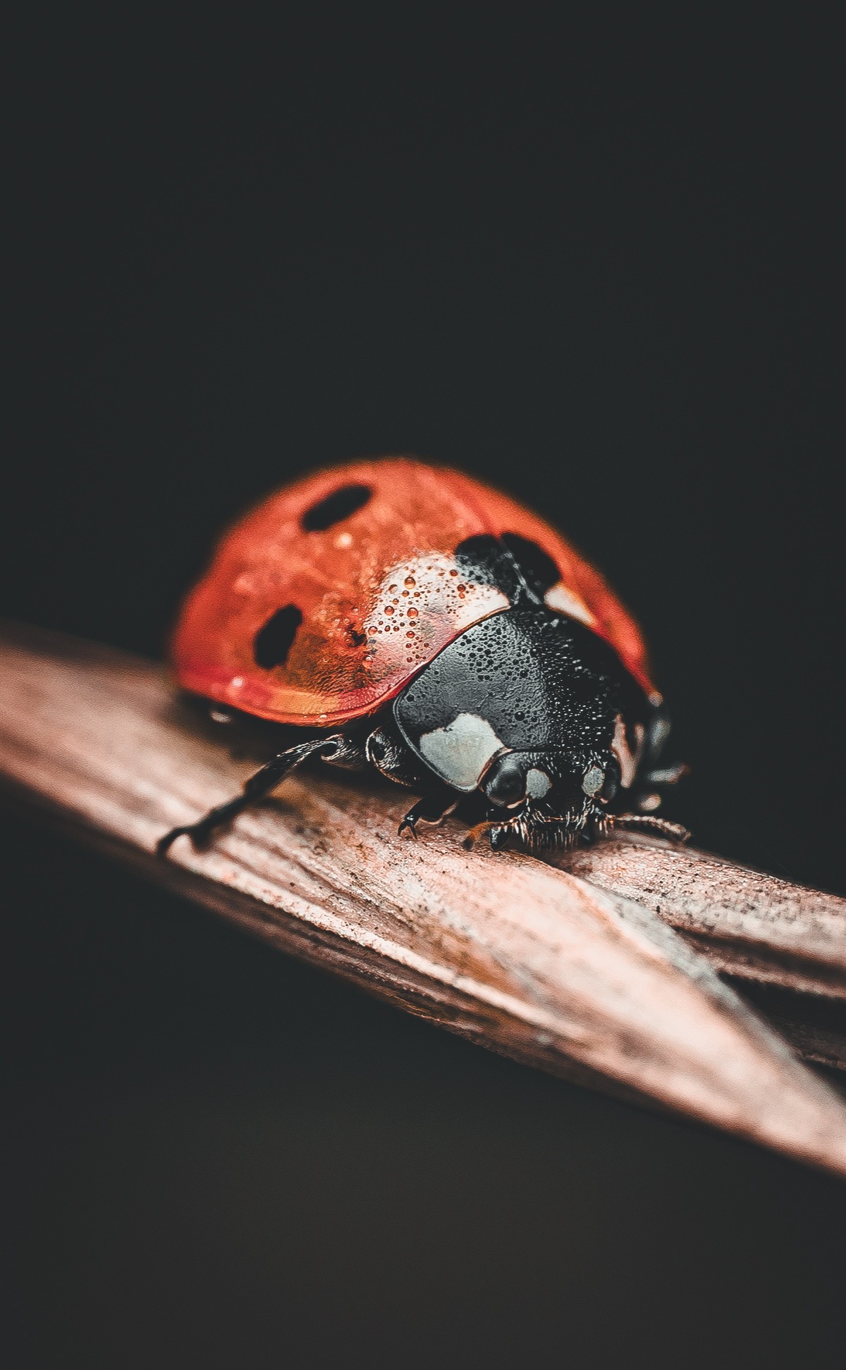Seven-spot Ladybird